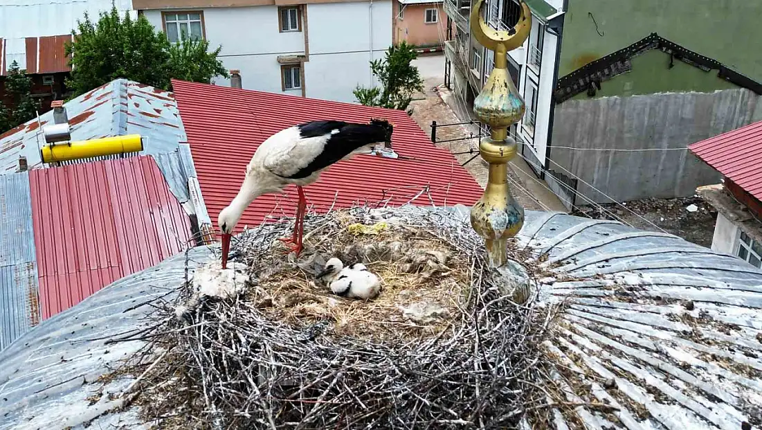 25 yıl sonra ilçeye gelen leylek ailesinde son durum!