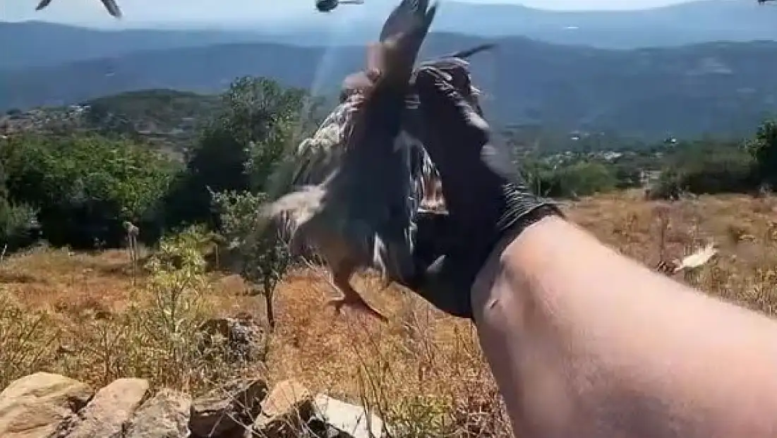 Aydın’da yaban hayatına destek: Kınalı keklikler doğayla buluşturuldu