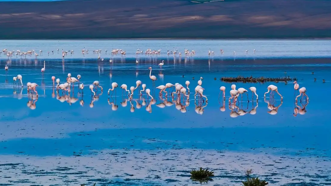 Türkiye'de kartpostallık manzara! Binlerce flamingo görenleri büyüledi