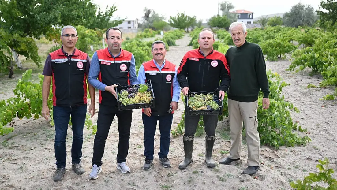 Kayseri'de 'bağ bozumu' başladı: İl Müdürü Saklav yerinde inceledi!