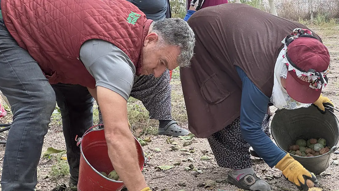 Kayseri'de olmaz dediler, şimdi herkes peşine düştü! 2 bin ağaçtan büyük kazanç