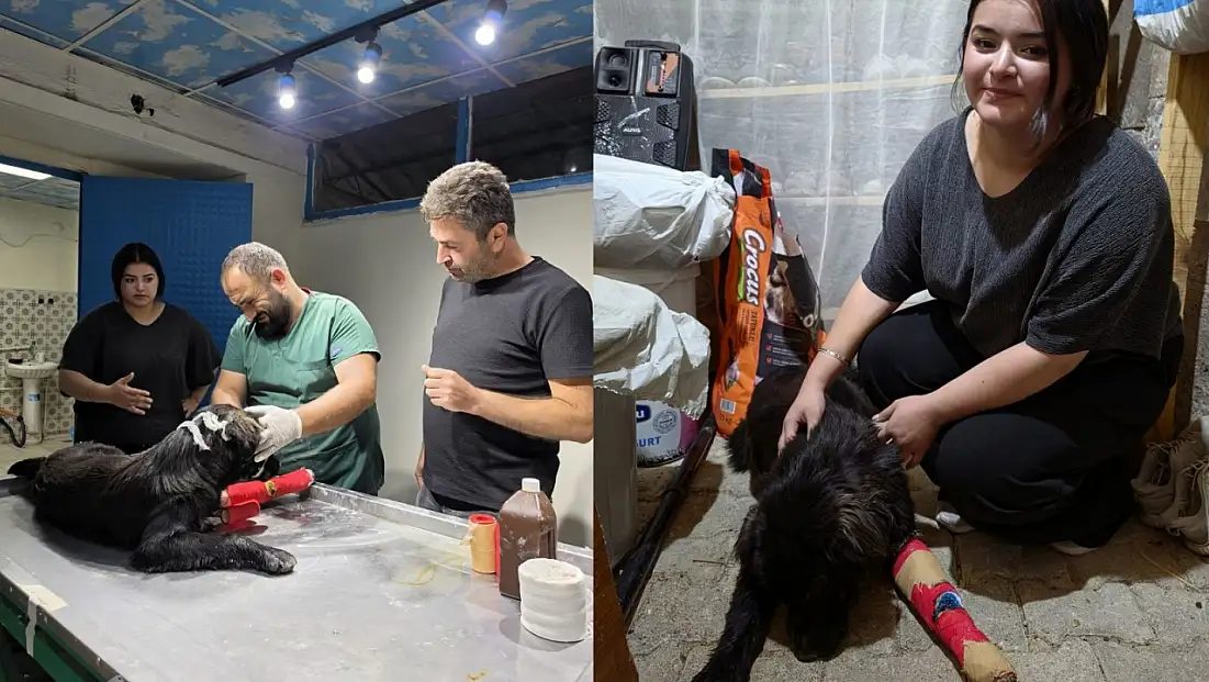Kayseri'de otomobiliyle çarptığı köpeğin tedavisini üstlendi