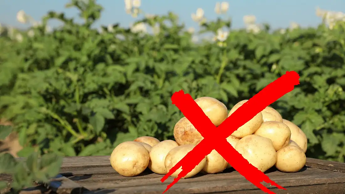 Kayseri’de 'Patatesi istemiyoruz' açıklaması! Ekim neden azaldı?