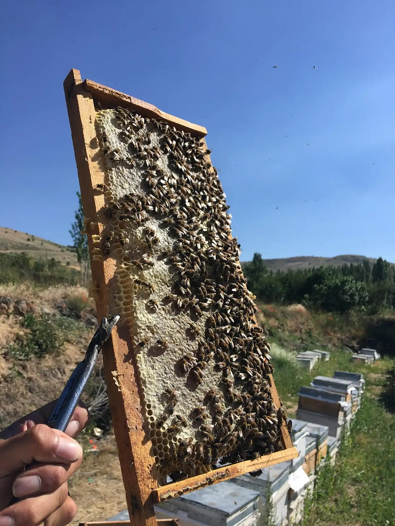 Erciyes'in şifa kaynağı: Karakavon Balı!