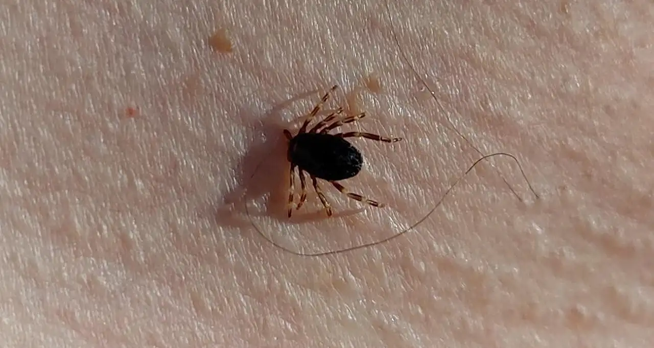 Kayseri'de kene sessizliği!