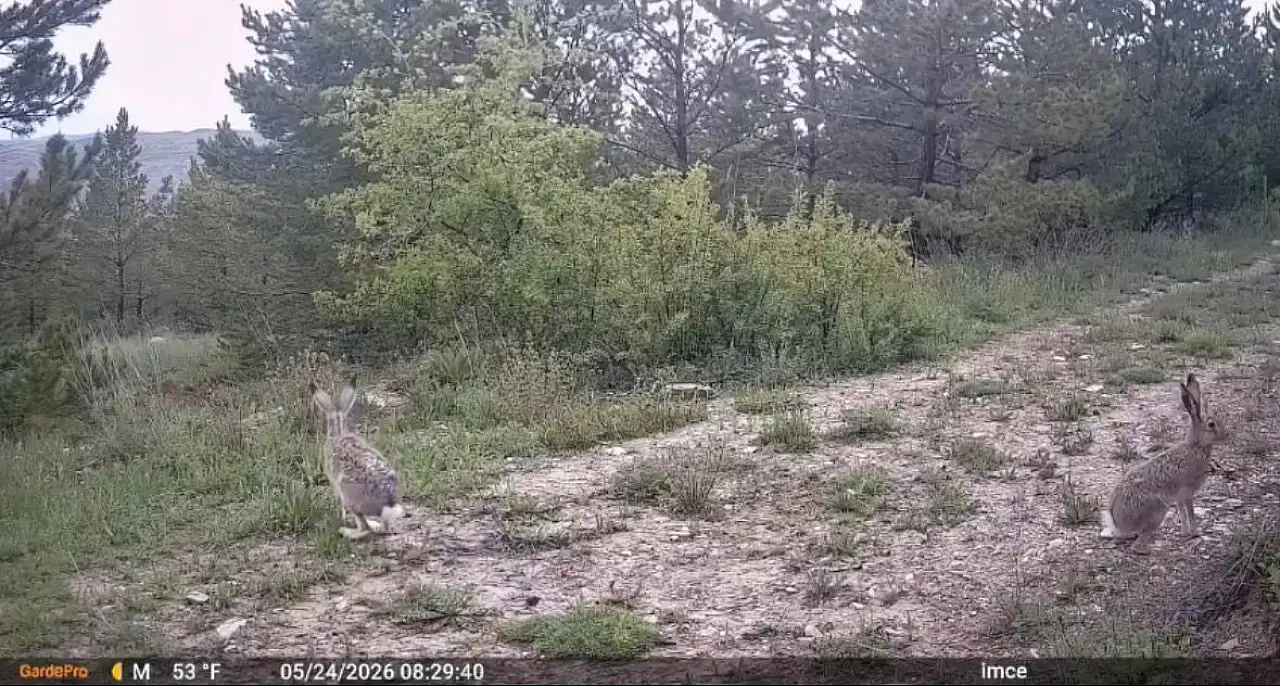 Akkışla'da yaban hayatı böyle görüntülendi!