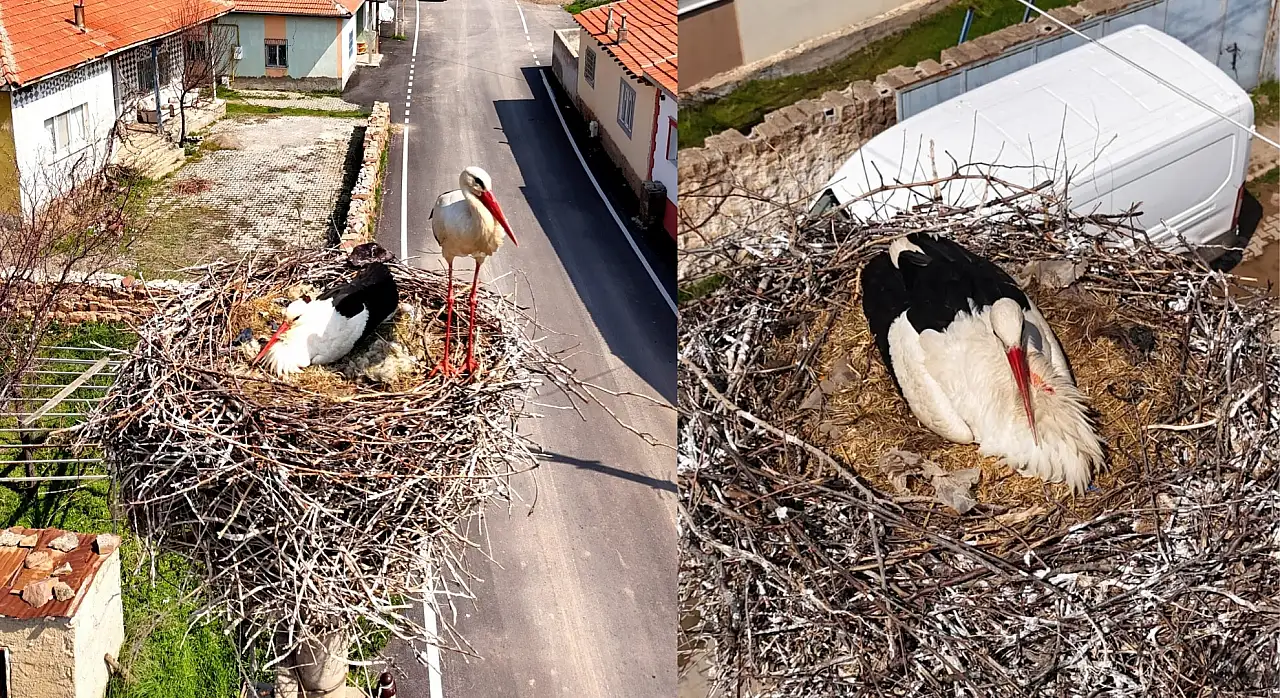 Sarıoğlan'da leylekler yuvalarına döndü