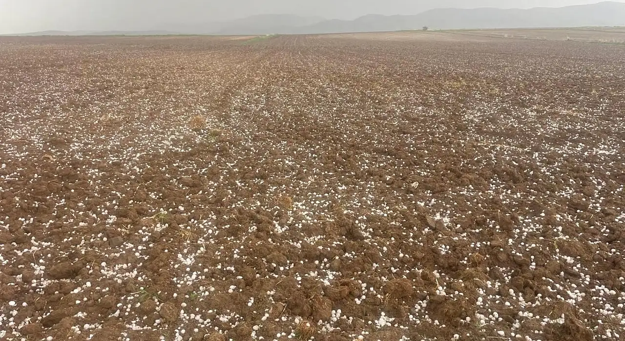 Kayseri'de tarımı vuran yağış! Bahçelerde hasar alarmı...