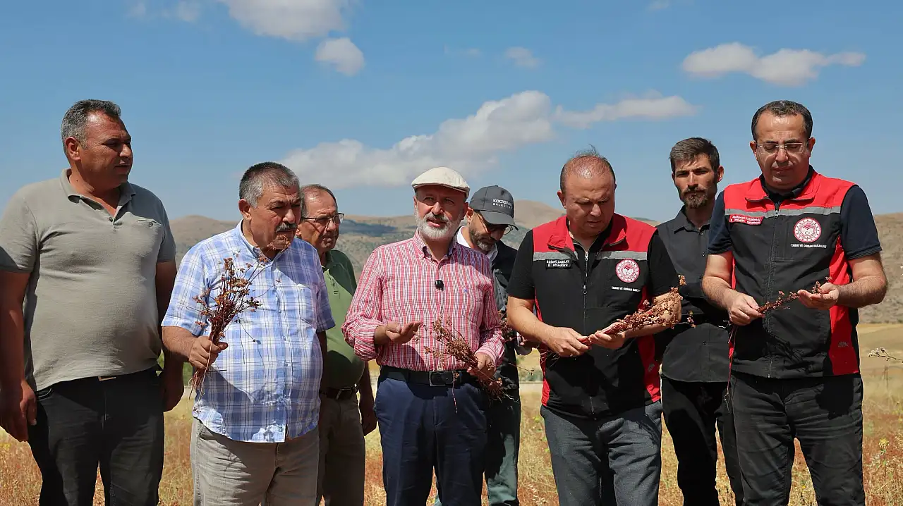 Kayseri'de tarlaya ilk kez ekildi! Çiftçiye yeni gelir kapısı olabilir