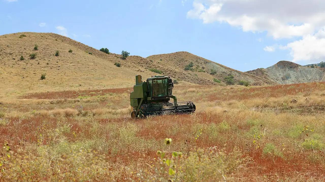 Kayseri'de tarlaya ilk kez ekildi! Çiftçiye yeni gelir kapısı olabilir