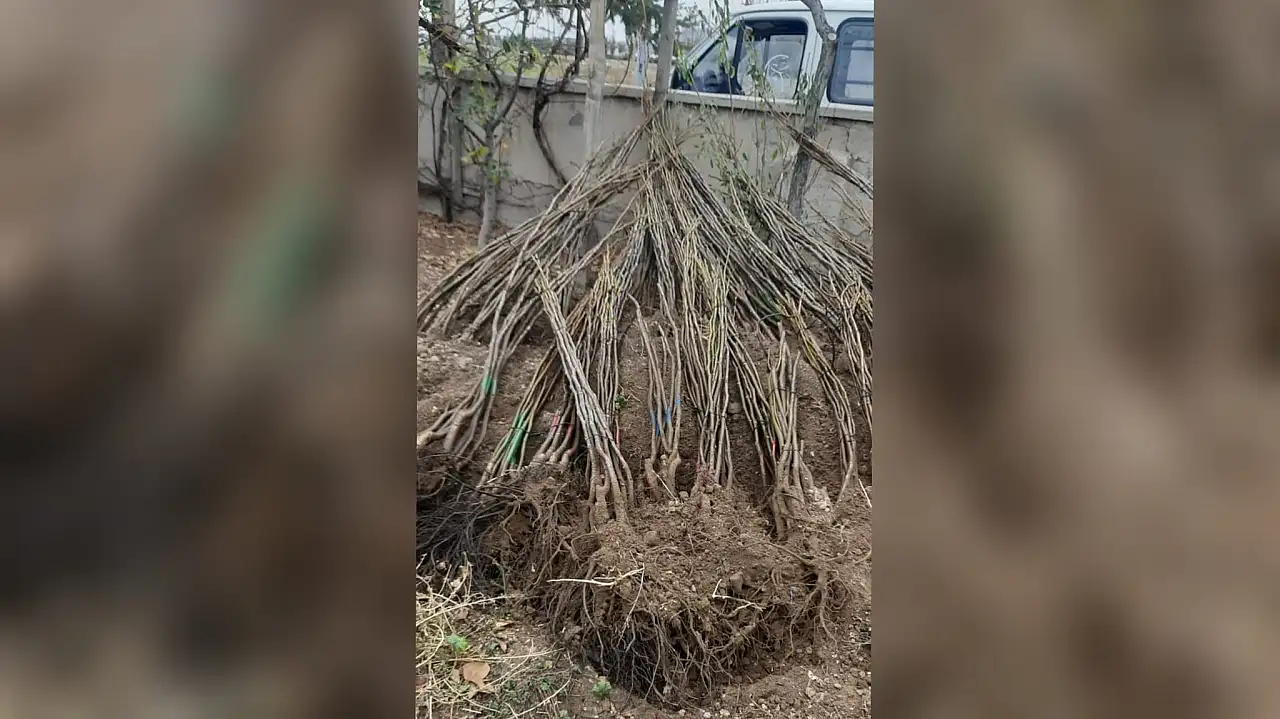 Develi bunu konuşuyor! Sarıca'da her haneye bir miras düştü