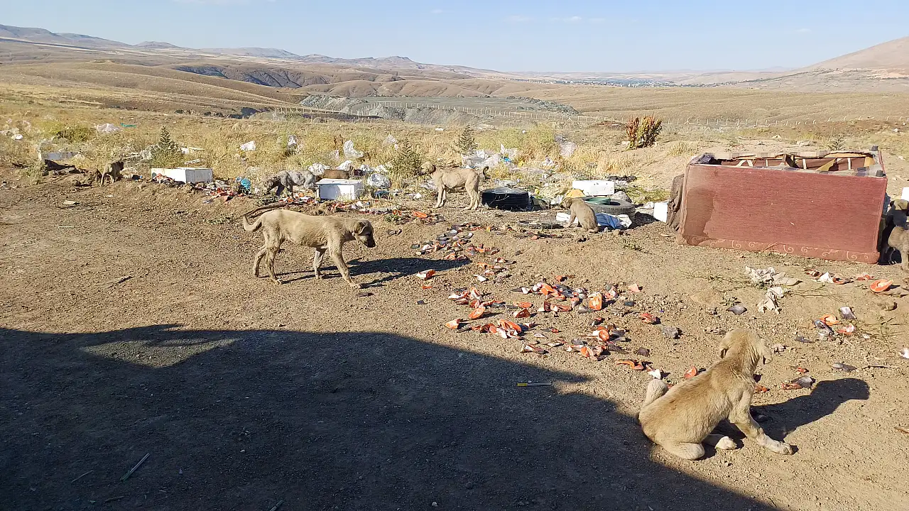 Kayser'de sokak hayvanlarına balık ziyafeti - Haftada yaklaşık 3 ton!
