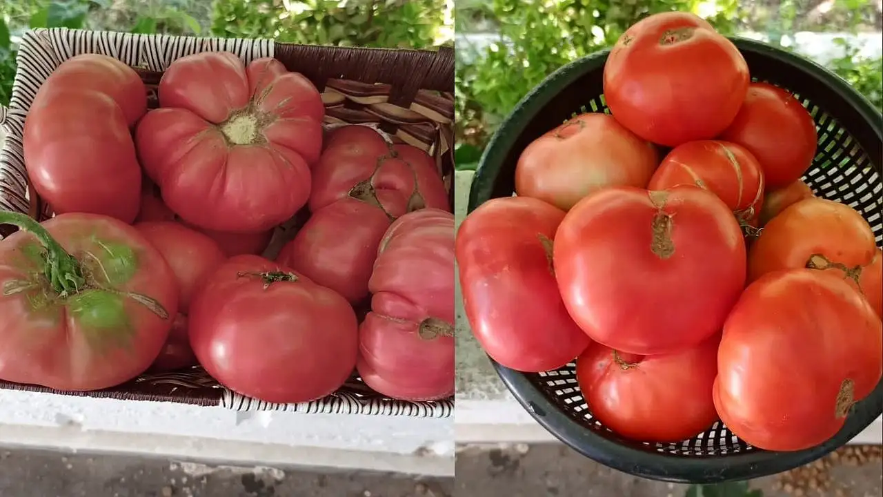 Develi'de bahçeler kıpır kıpır: O fideler meyveye durdu!