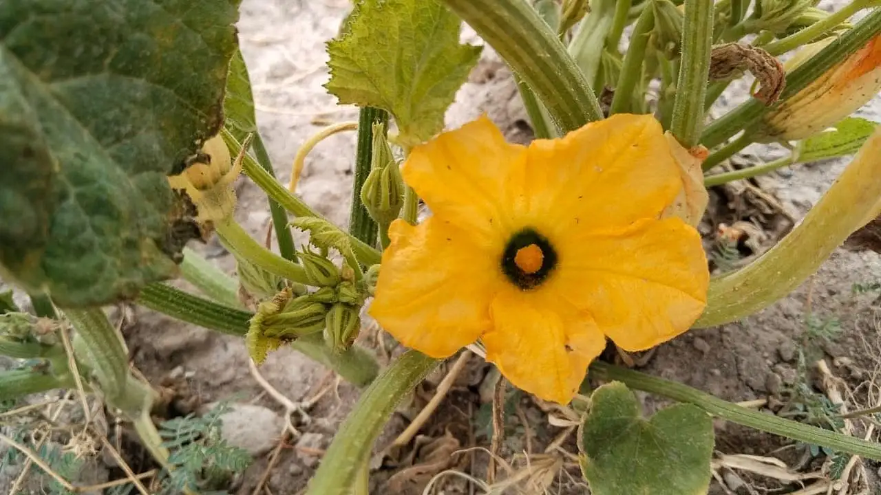 Kayseri'nin lezzeti İzmir'de toplanıyor: Kapış kapış gidiyor!