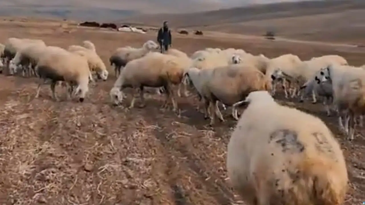 Kayseri'de Büyükşehir'den çiftçiye büyük destek: 19 koyunluk başarı!