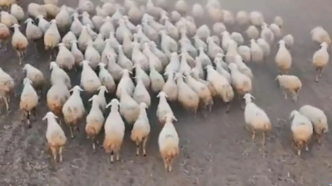 Kayseri'de Büyükşehir'den çiftçiye büyük destek: 19 koyunluk başarı!