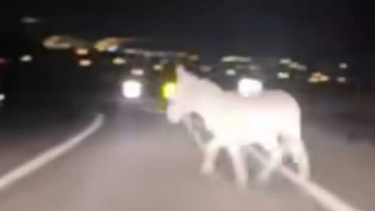 Kayseri'de bu yolda her an karşınıza eşek çıkabilir!