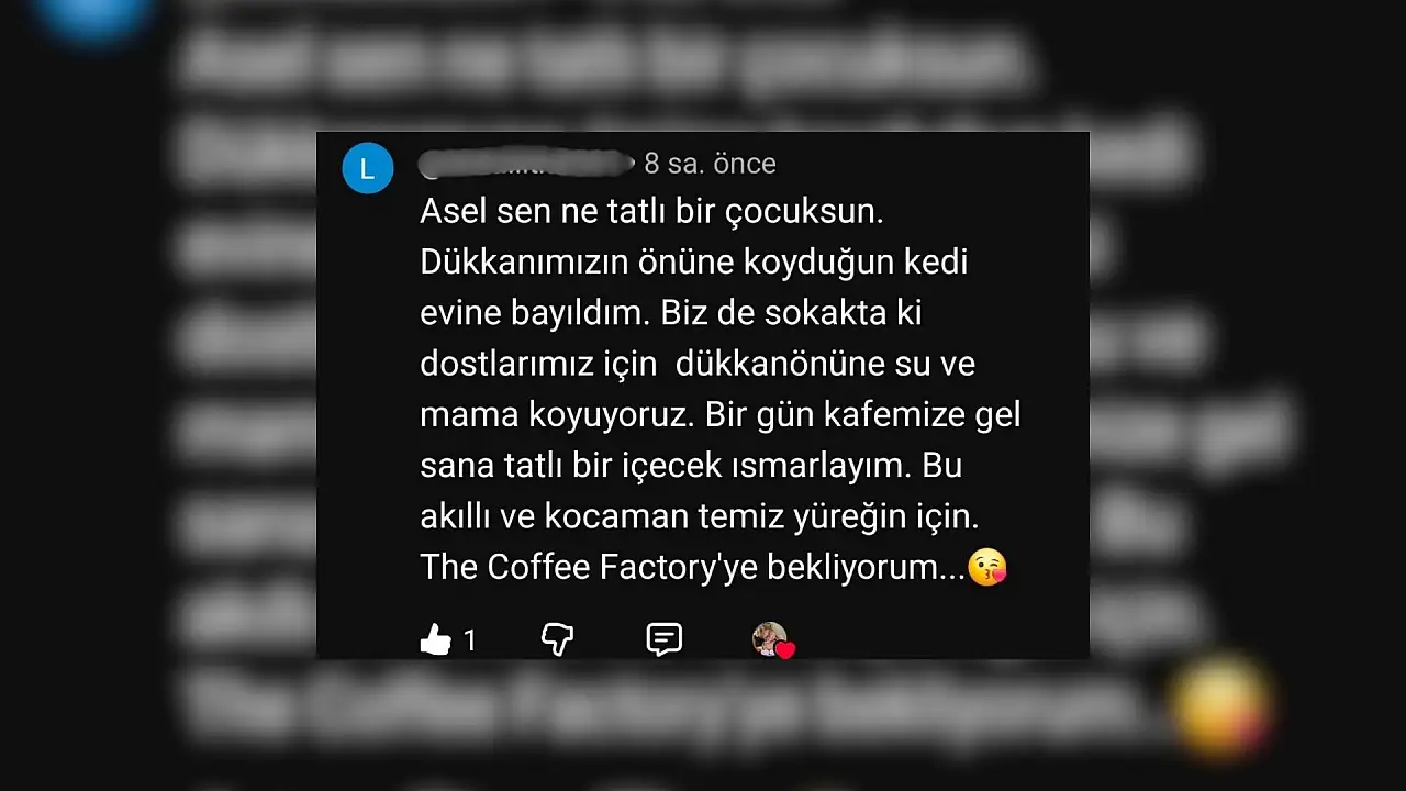 Kayseri'de küçük yürekten büyük duyarlılık - Buzdolabı kutusundan 7 kedi yuvası