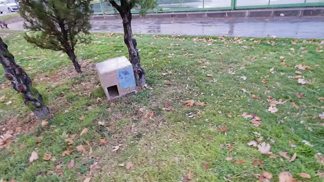 Kayseri'de küçük yürekten büyük duyarlılık - Buzdolabı kutusundan 7 kedi yuvası