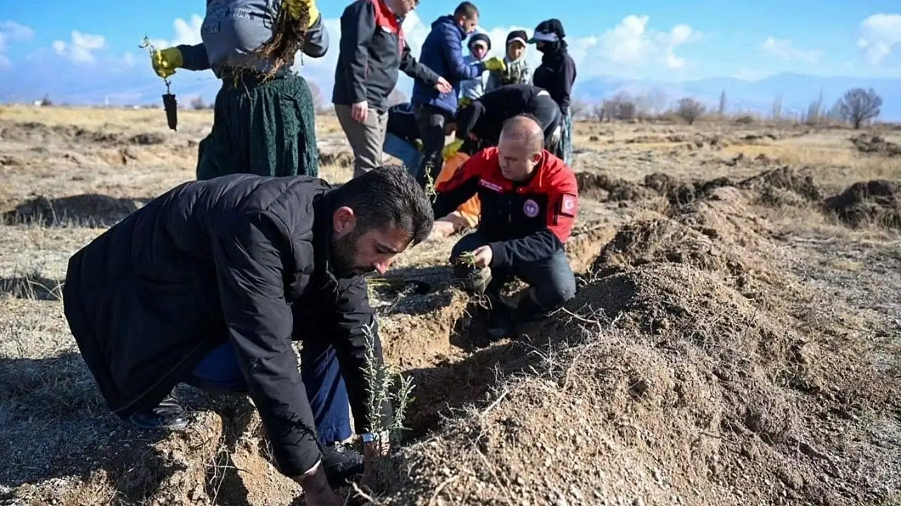 Develi'de çorak araziye ekildi: Hayvancılıkta dengeleri değiştirebilir