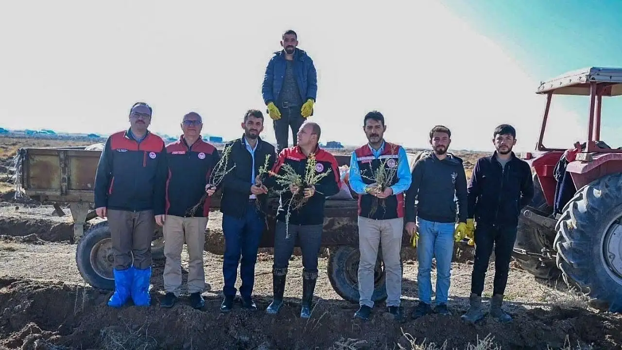 Develi'de çorak araziye ekildi: Hayvancılıkta dengeleri değiştirebilir