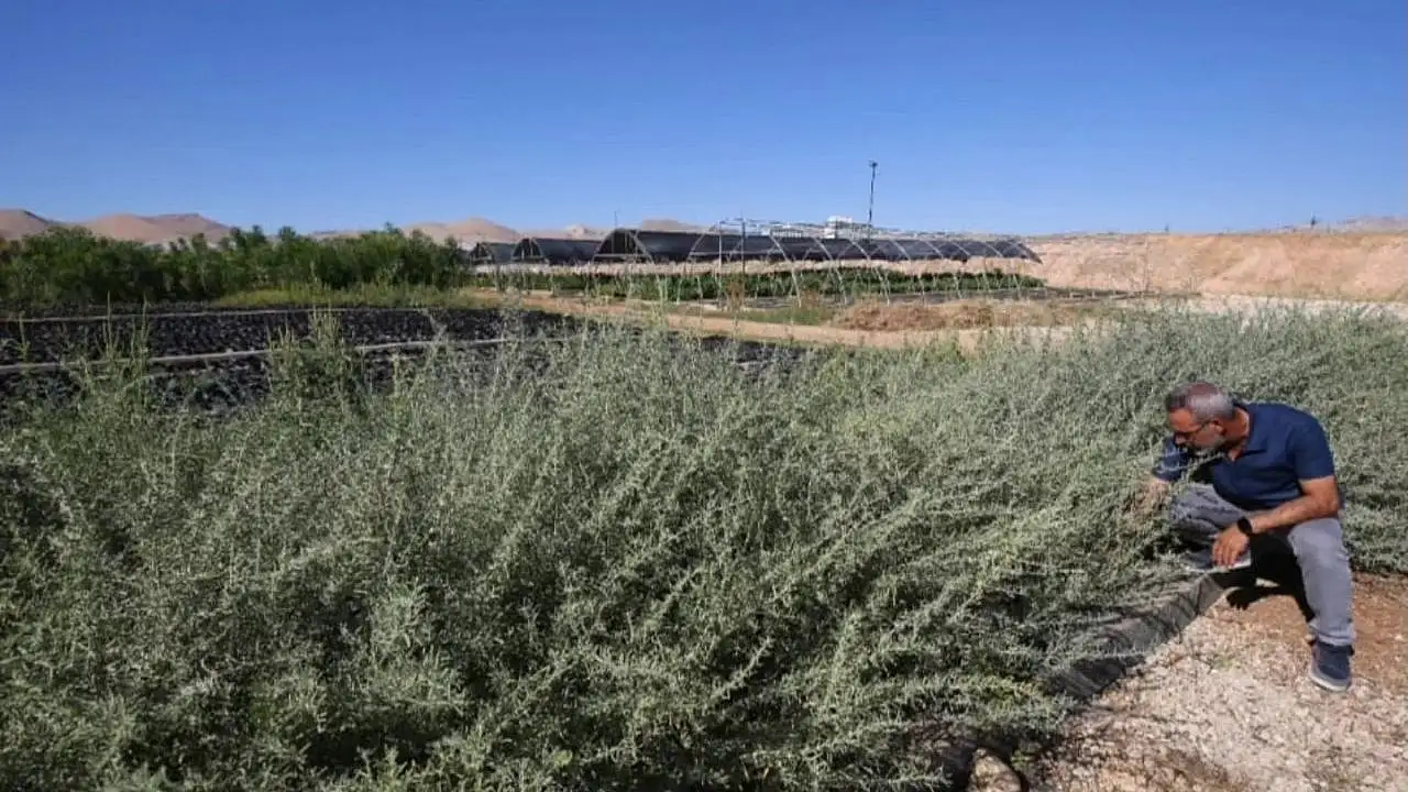 Develi'de çorak araziye ekildi: Hayvancılıkta dengeleri değiştirebilir