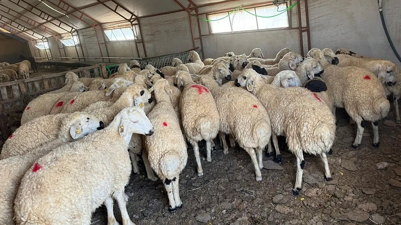 Kayseri'de kurbanlık hesabı erken başladı: 1 yılda fiyatlar nasıl değişti?