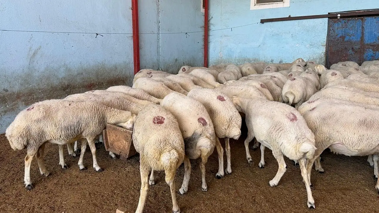 Kayseri'de kurbanlık hesabı erken başladı: 1 yılda fiyatlar nasıl değişti?