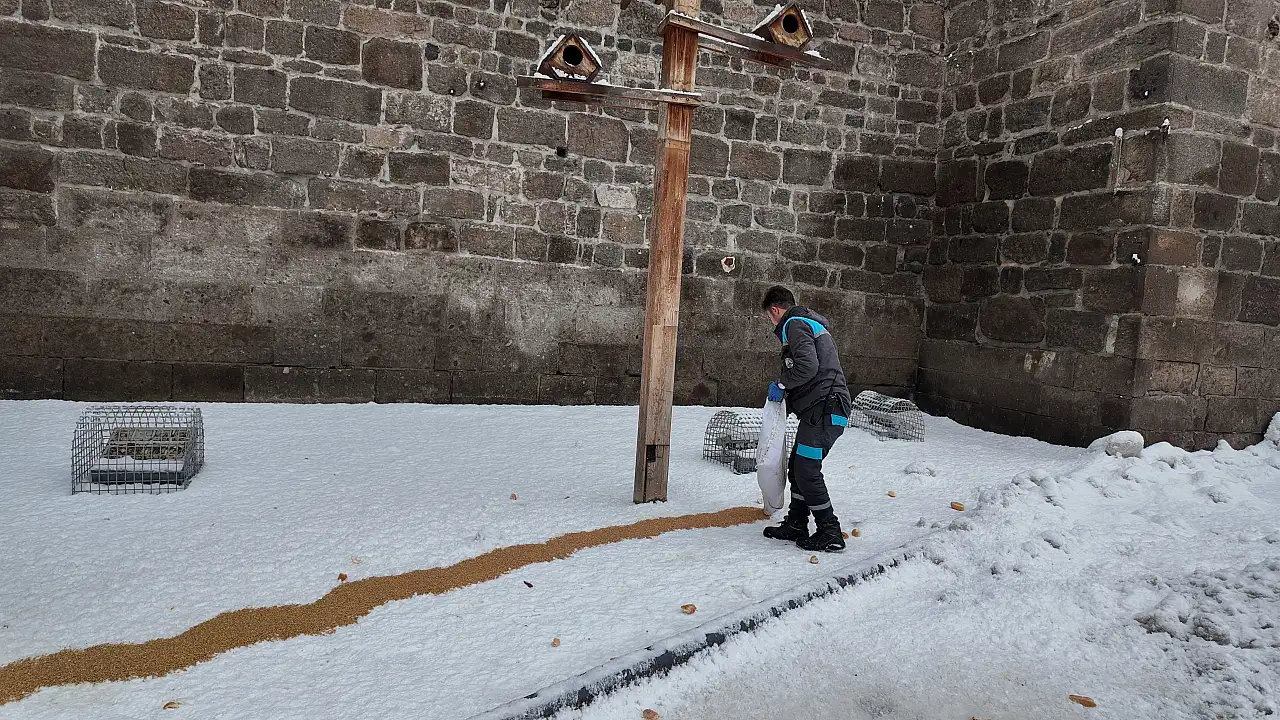 Kayseri Büyükşehir Belediyesi kış şartlarında dilsiz dostları unutmadı
