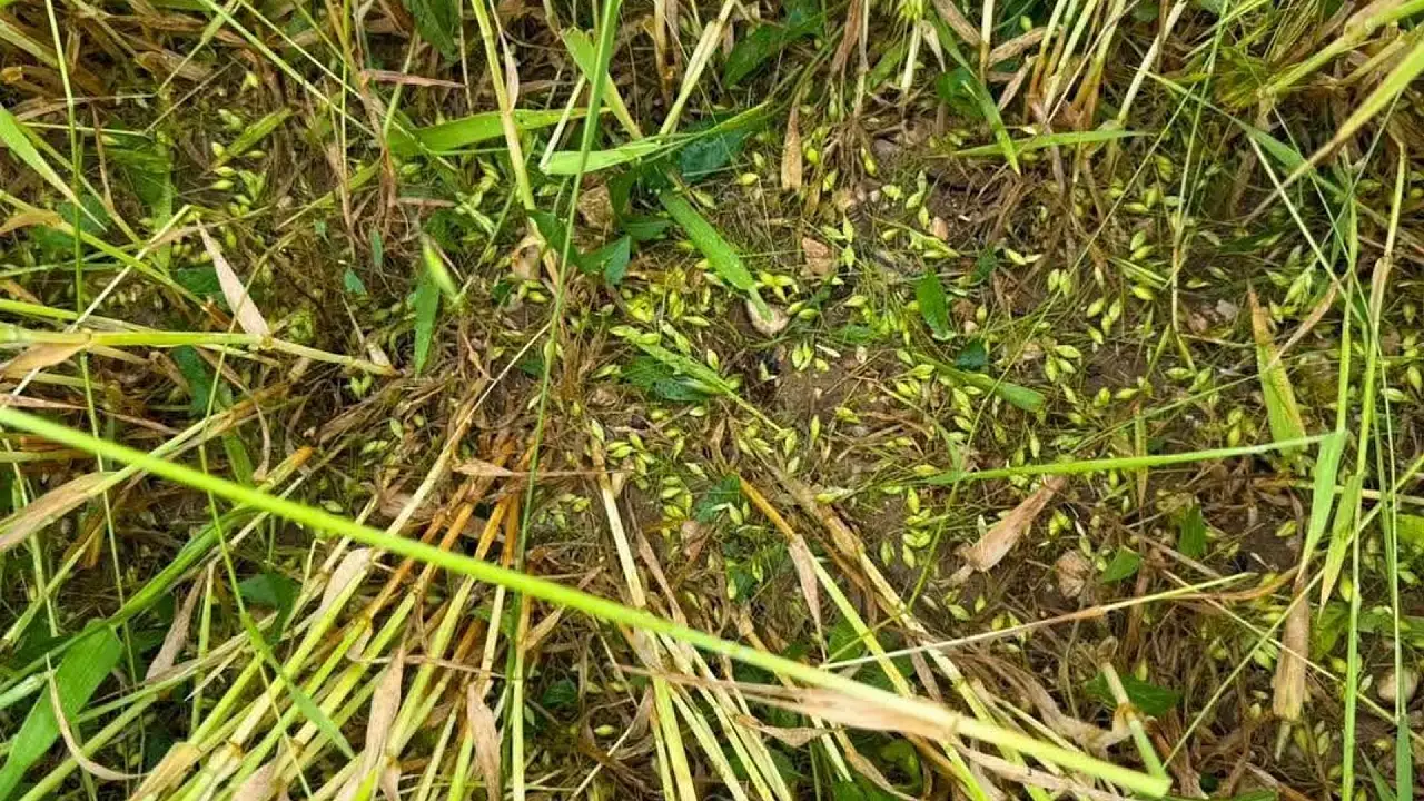 Tomarza'da çiftçiyi üzen rapor! Bazı tarlalarda hasar yüzde 70'e dayandı