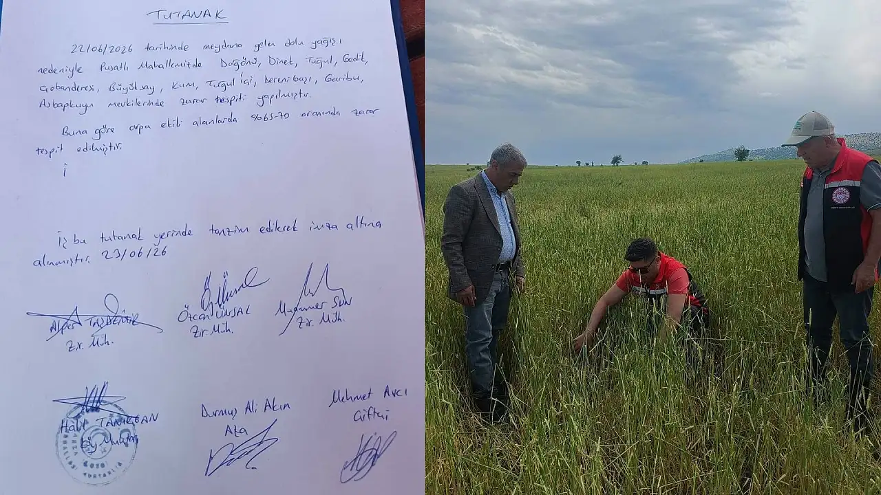 Tomarza'da çiftçiyi üzen rapor! Bazı tarlalarda hasar yüzde 70'e dayandı