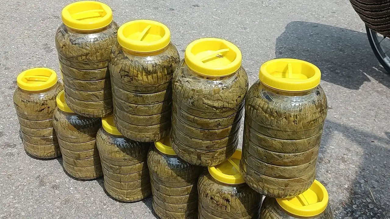 Kayseri'de yaprak mesaisi başladı: Kilosu altınla yarışıyor, fiyatı dudak uçuklatıyor!