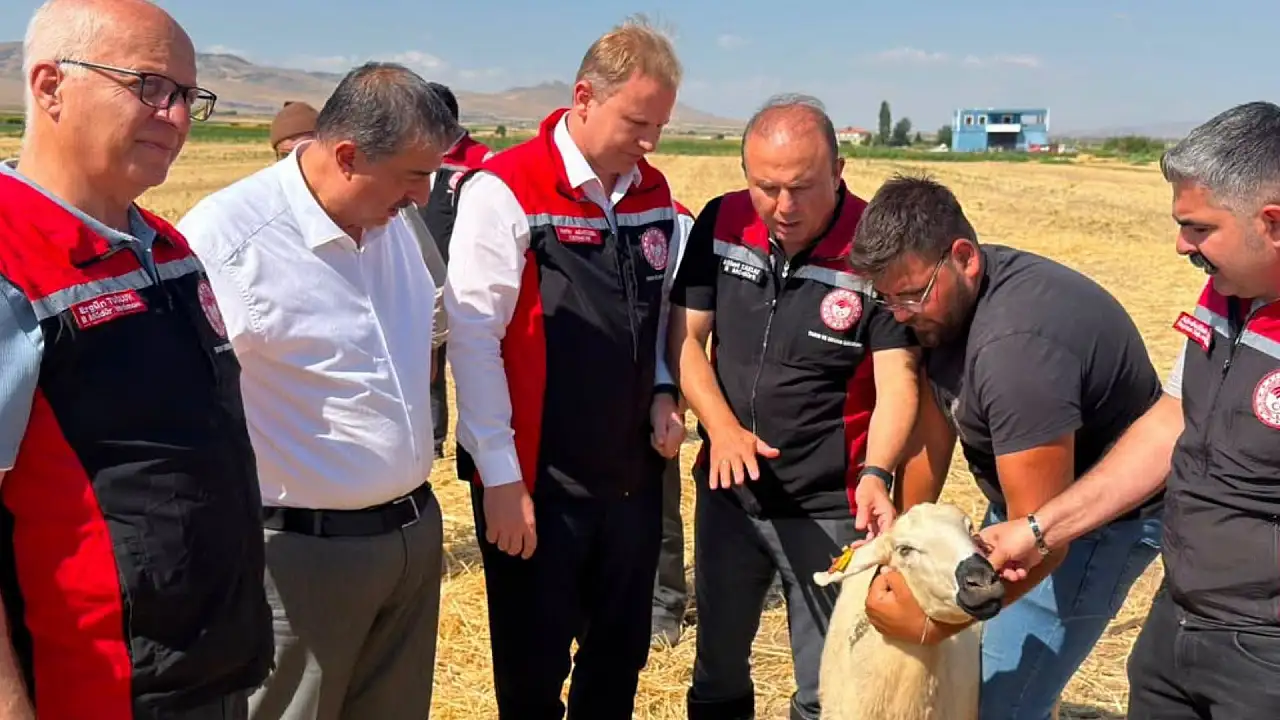 Kayseri'de üreticilere 100 küçükbaş hayvan desteği