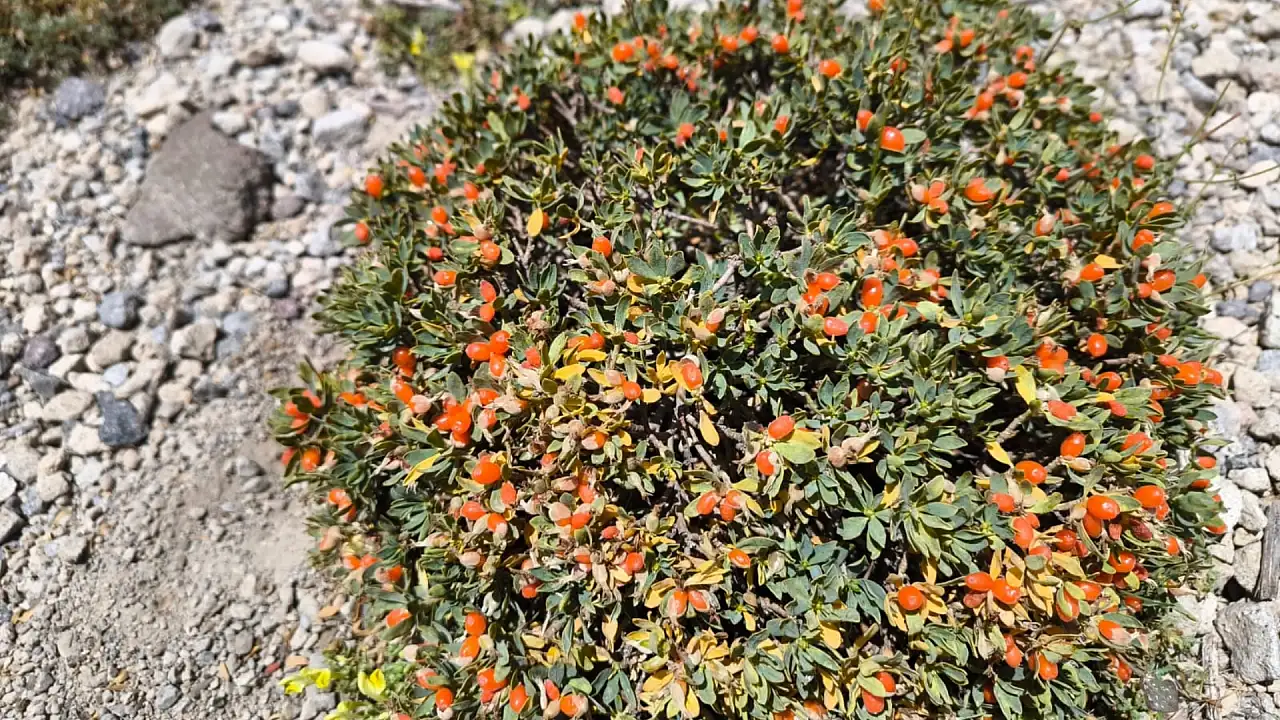Erciyes'te ağustos sürprizi! Zambık Yaylası'nda neler oluyor?