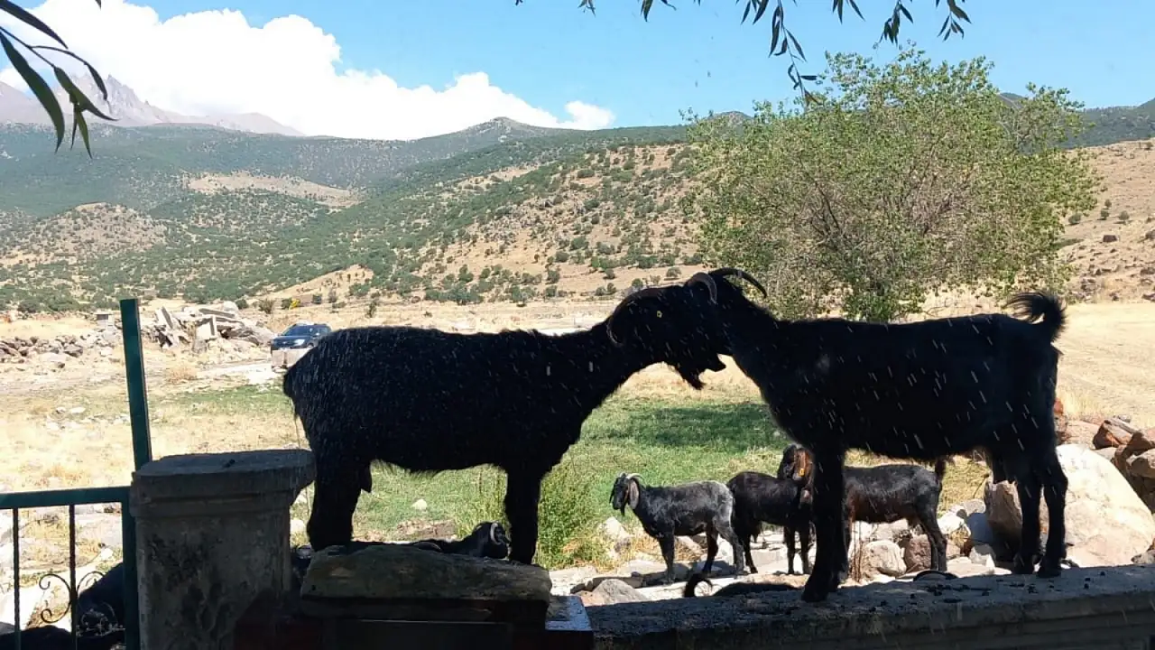 Kayseri'nin bu köyünde yüzyıllardır duran izler! Üzerindeki semboller ne anlatıyor?