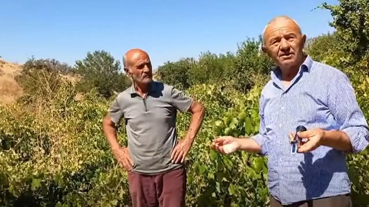 Develi'de üzümler neden geç olgunlaştı? Hasat öncesi dikkat çeken ölçüm