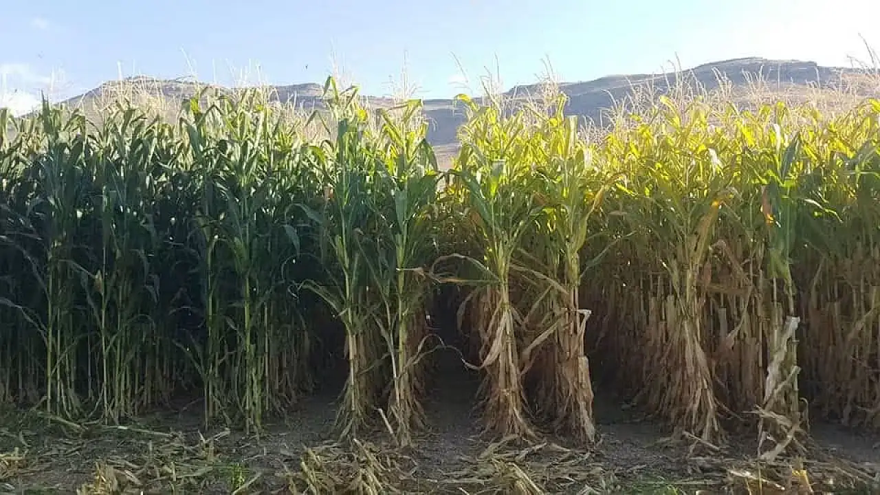 Kayseri'de 30 yıl önce yoktu, şimdi 500 bin tona ulaştı!