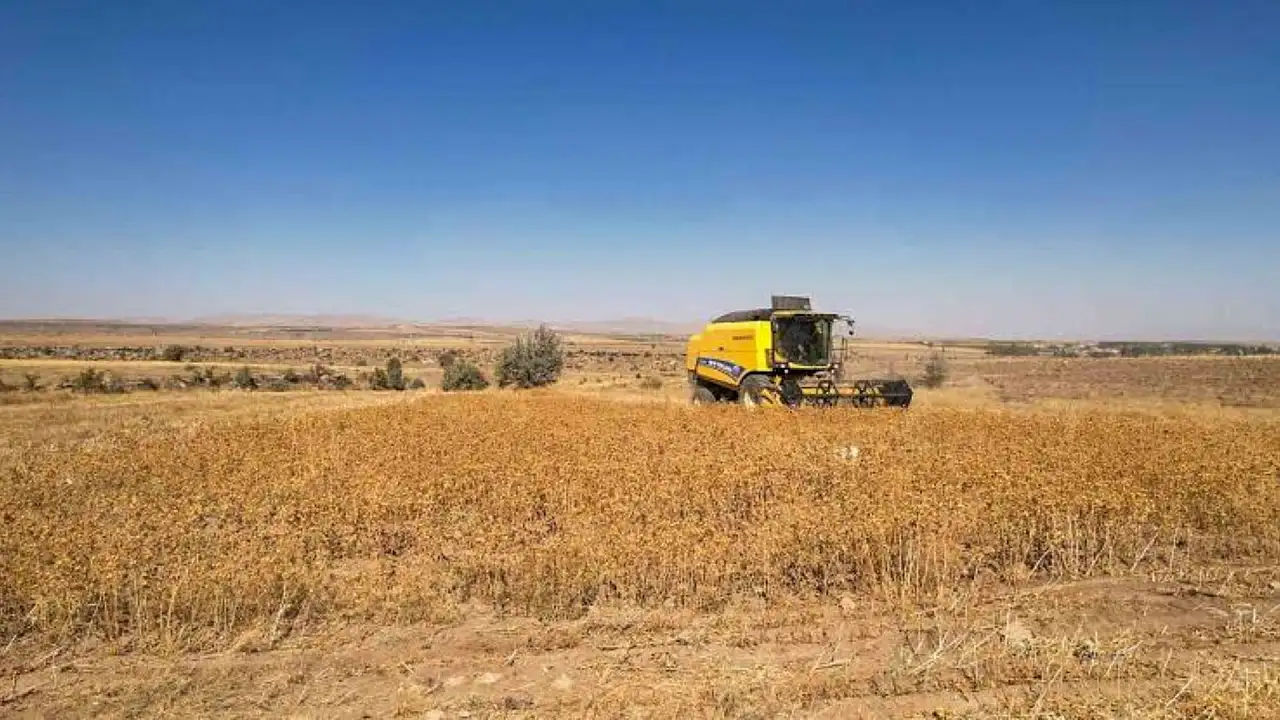 Felahiye'de tarıma can suyu! Aspir tohumu desteği başladı