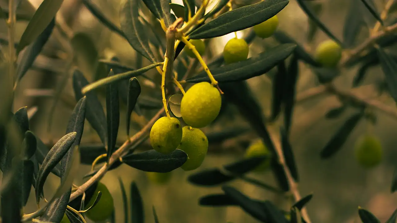 Kayseri'de zeytin olur mu? Cevabı bu ilçede saklı!