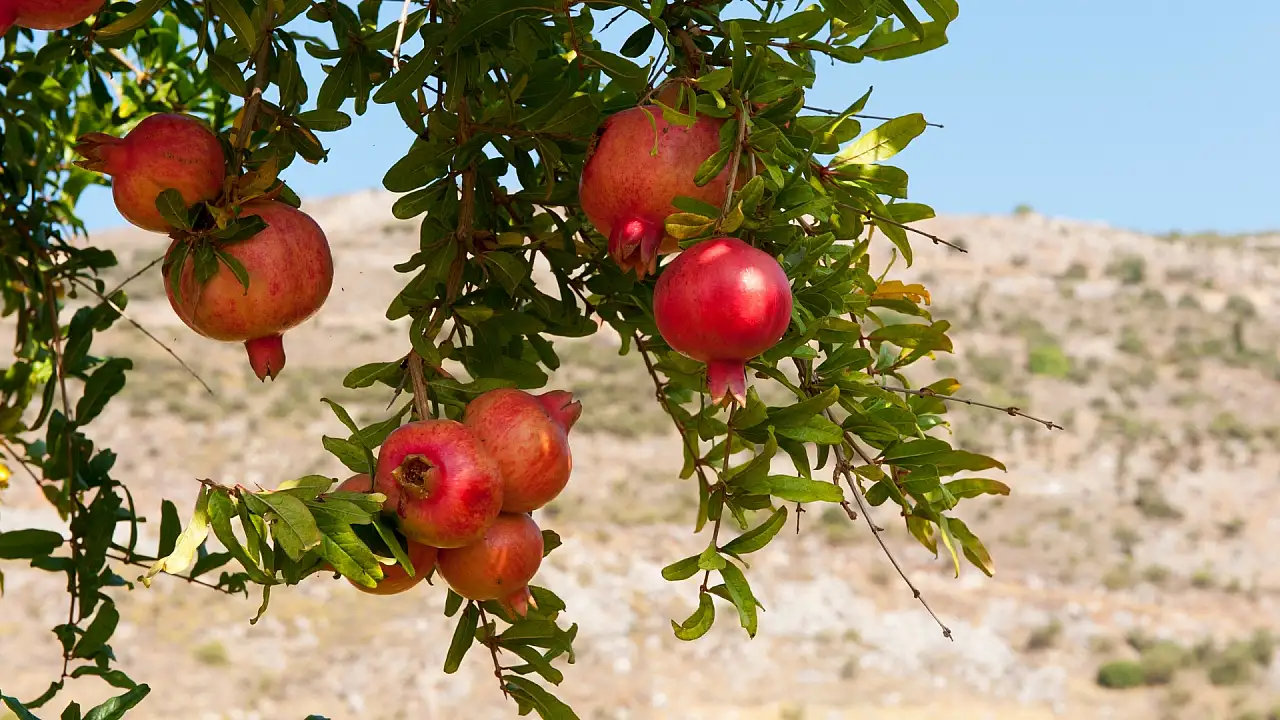 Kayseri'de zeytin olur mu? Cevabı bu ilçede saklı!