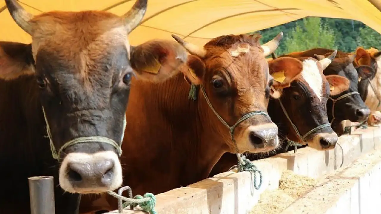 Kurbanlık mı Bağış mı? İşte pazar ve kurum fiyatları!