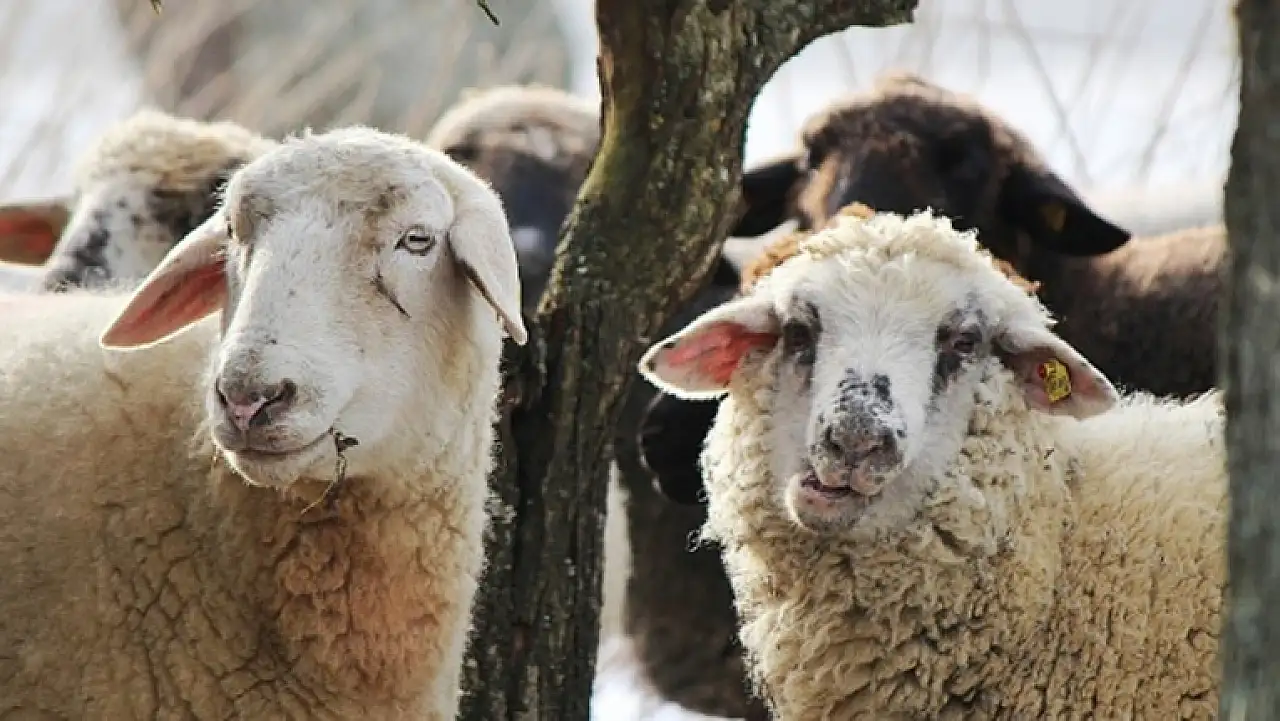 Kurbanlık mı Bağış mı? İşte pazar ve kurum fiyatları!