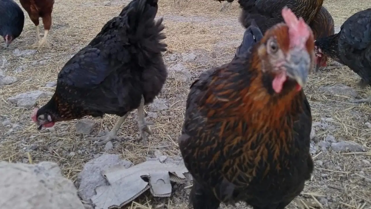 Kenelere göz açtırmıyolar, doğadan çözüm geldi: İşte doğal yöntem