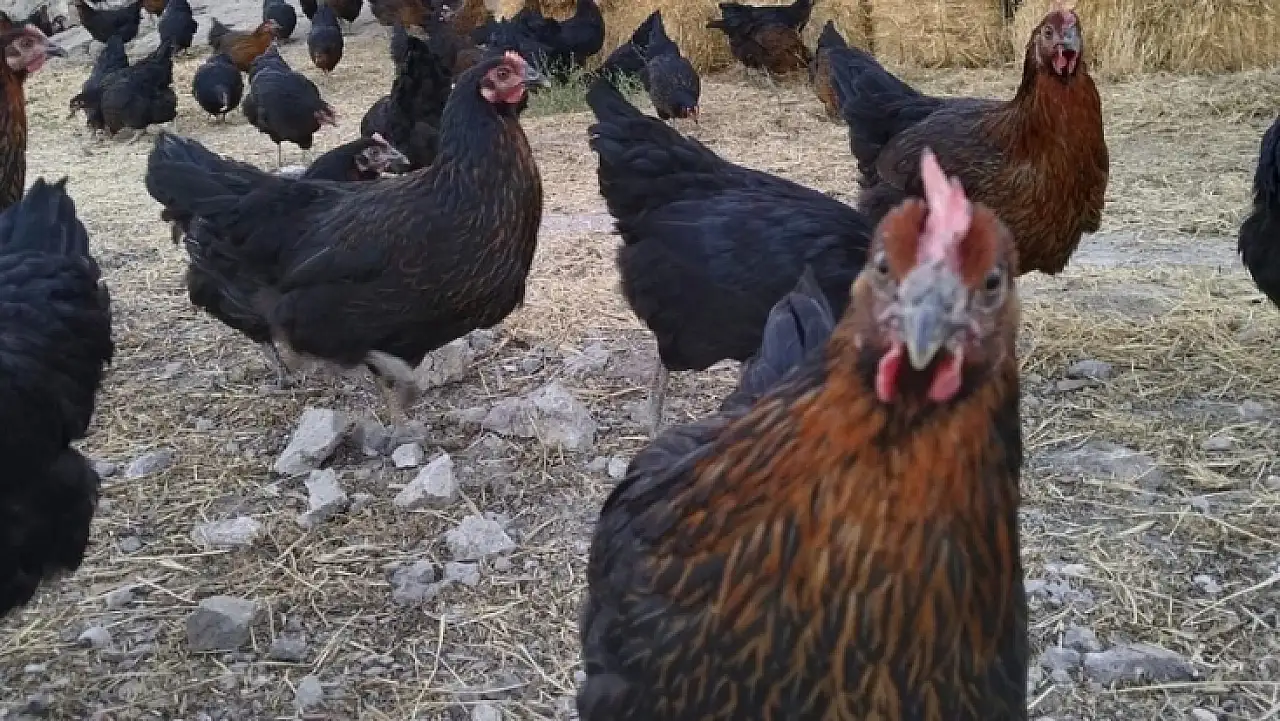 Kenelere göz açtırmıyolar, doğadan çözüm geldi: İşte doğal yöntem