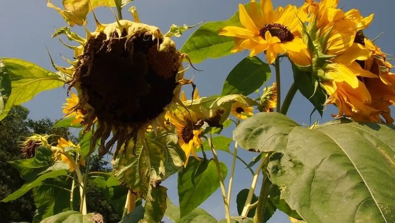 Kuraklık İç Anadolu'yu sardı: Kayseri şimdilik dayanıyor ama...