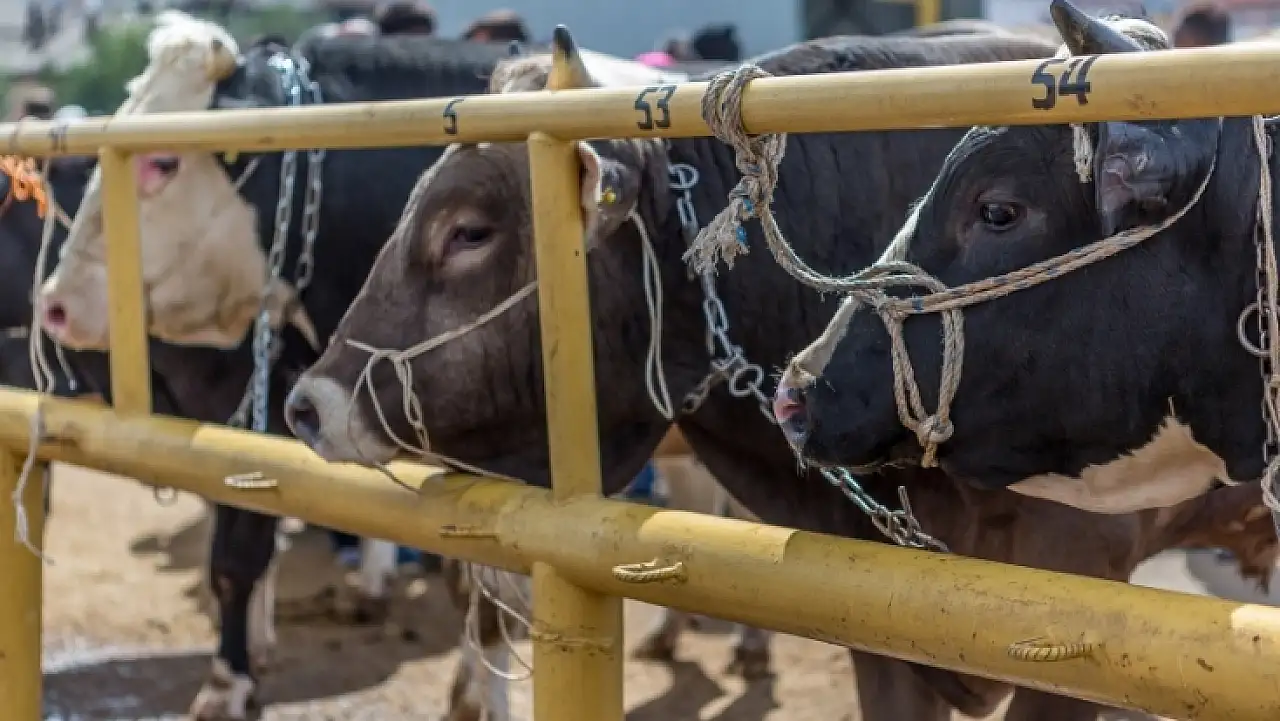Tarım Bakanlığı'ndan yapay et ve hayvan pazarı iddialarına sert yanıt!