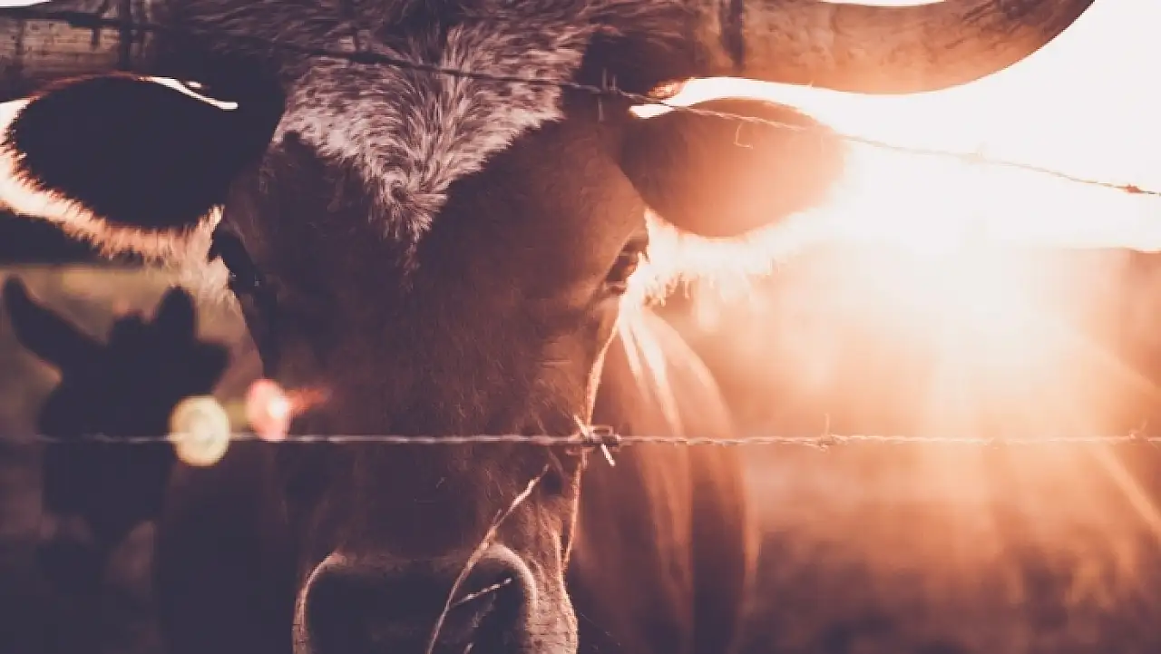 Tarım Bakanlığı'ndan yapay et ve hayvan pazarı iddialarına sert yanıt!