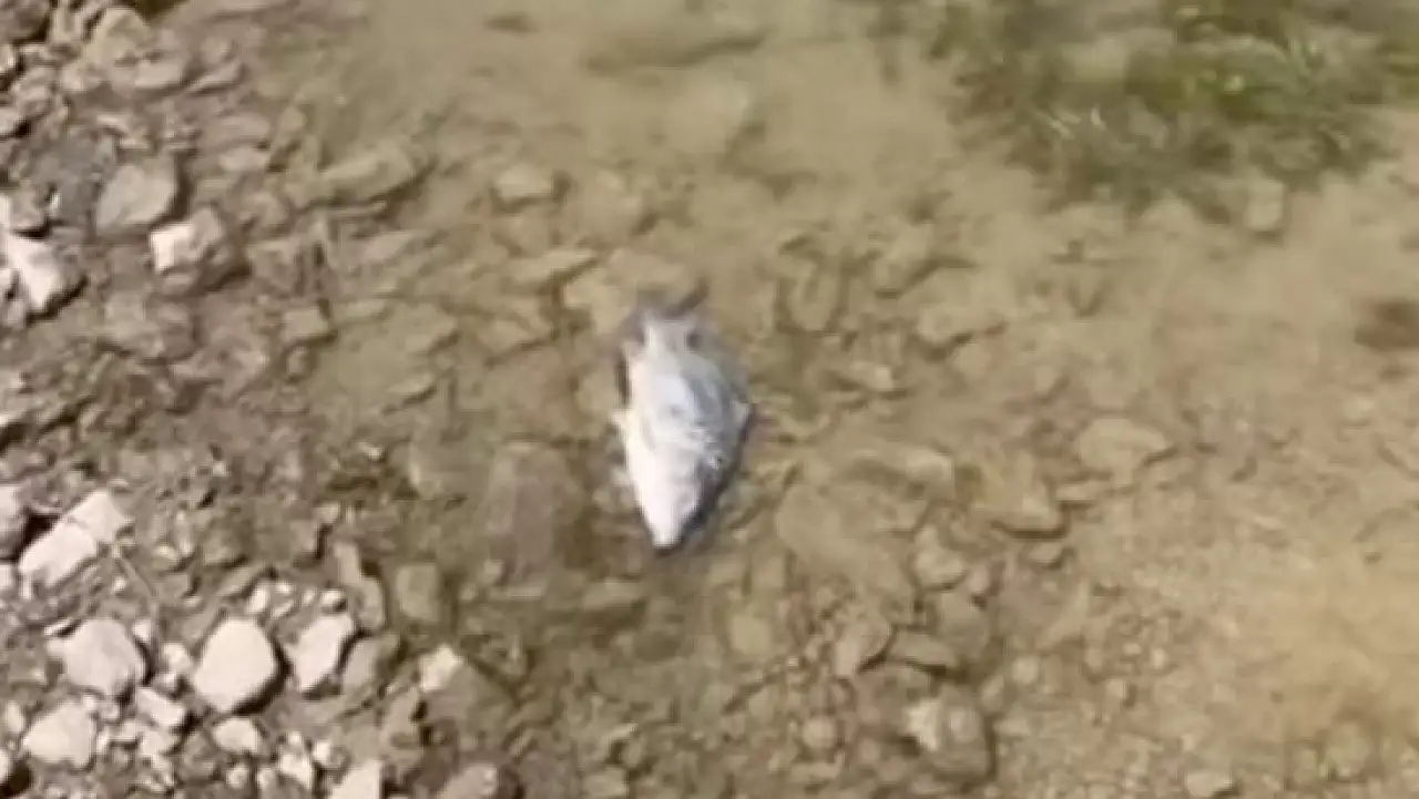 Törenle bıraktılar, günler sonra kıyıya vurdu! Yahyalı'da balık ölümleri