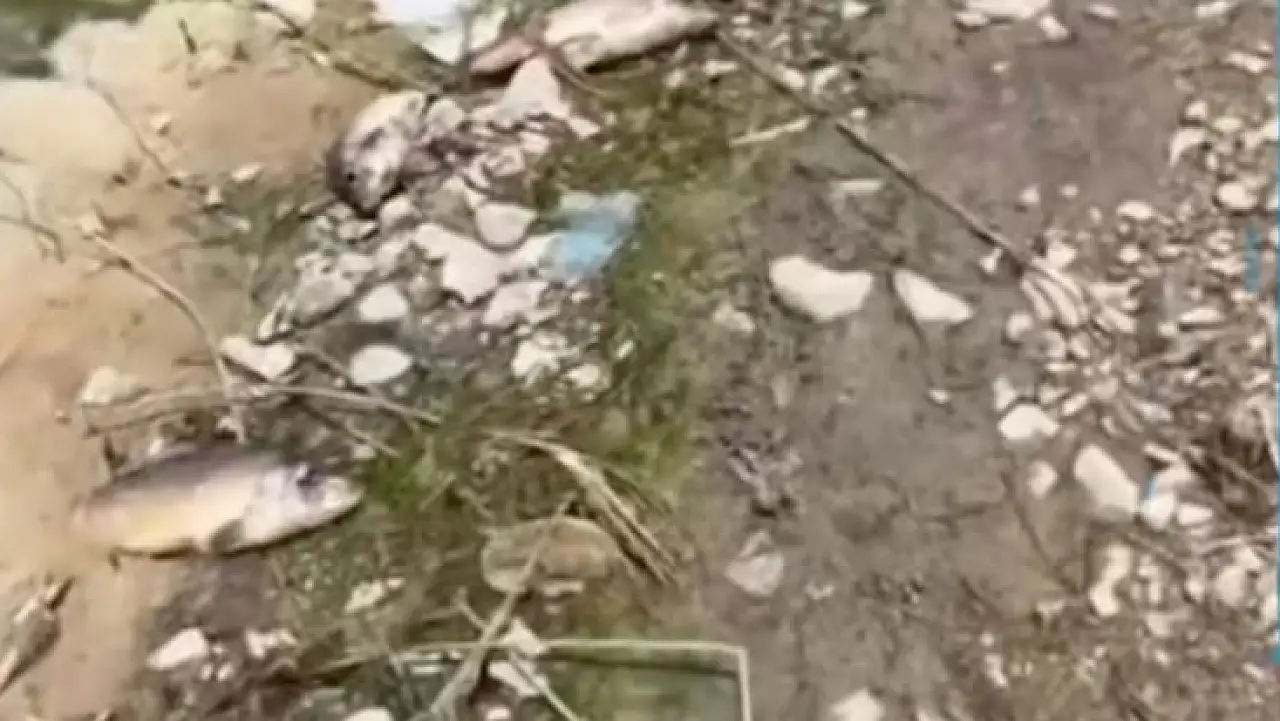 Törenle bıraktılar, günler sonra kıyıya vurdu! Yahyalı'da balık ölümleri