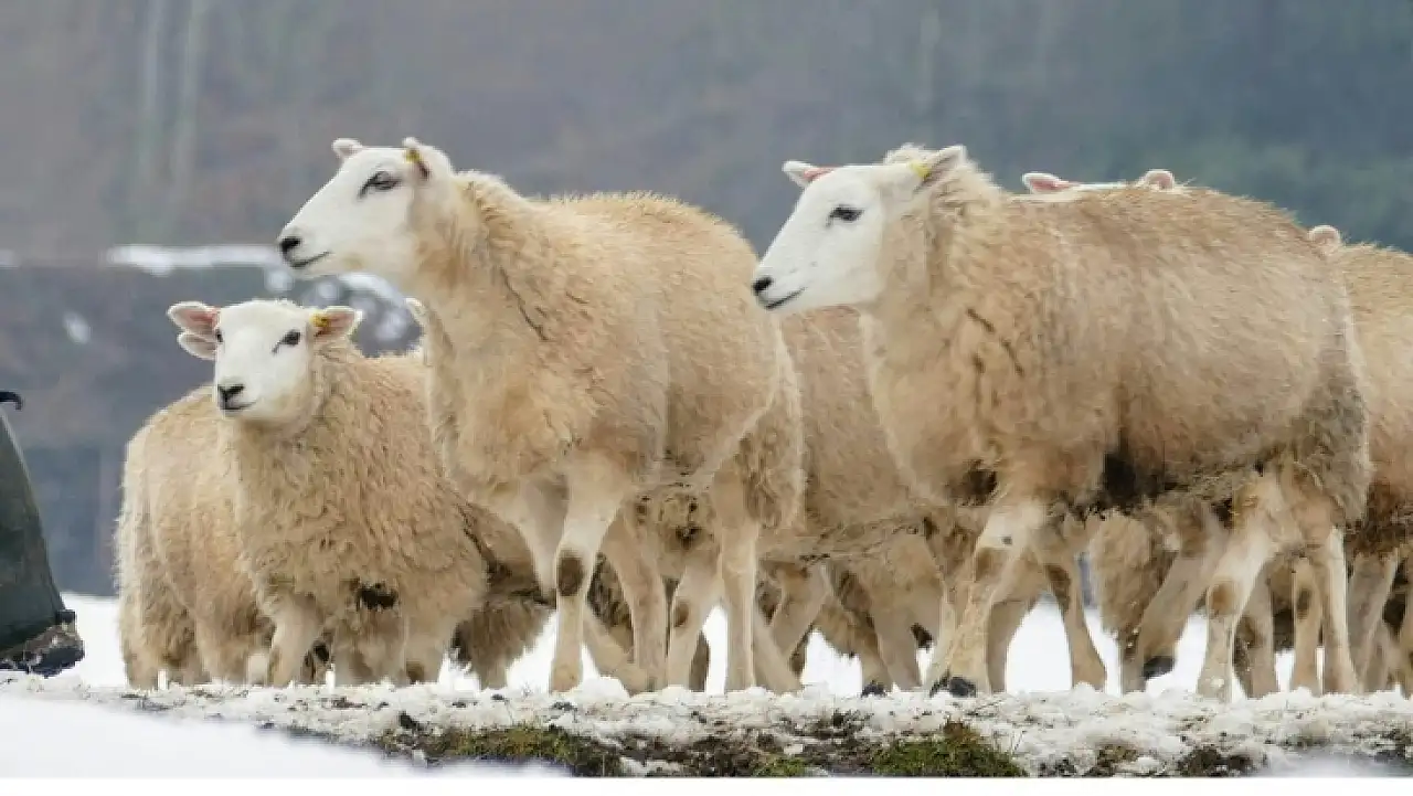 İl Tarım Müdürlüğü'nden Kayseri'ye kritik uyarı!